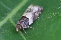 Gypsonoma aceriana