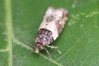 Gypsonoma aceriana