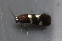 Antispila petryi