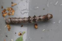 Phigalia pilosaria