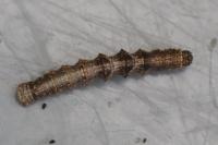 Phigalia pilosaria