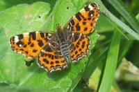 Araschnia levana