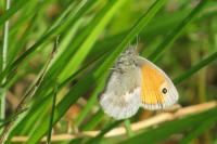 Coenonympha pamphilus