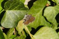 Cacyreus marshalli
