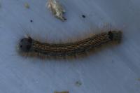 Malacosoma neustria