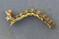 Erannis defoliaria