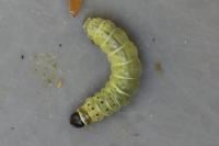 Tortrix viridana