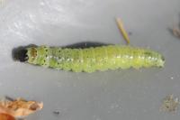 Tortrix viridana
