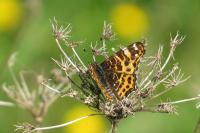 Araschnia levana
