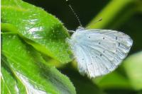Celastrina argiolus