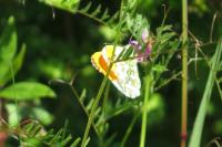 Anthocharis cardamines