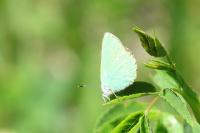 Callophrys rubi