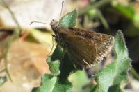 Erynnis tages