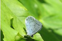 Celastrina argiolus