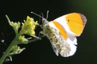 Anthocharis cardamines