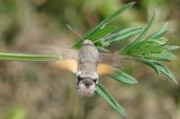 Macroglossum stellatarum