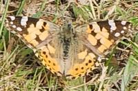 Vanessa cardui