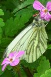 Pieris napi