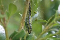 Cydalima perspectalis