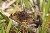 Euclidia glyphica