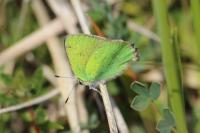 Callophrys rubi