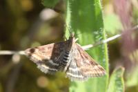 Pyrausta despicata