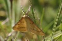 Aspitates ochrearia