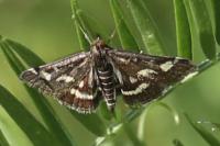 Pyrausta purpuralis