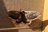 Saturnia pyri