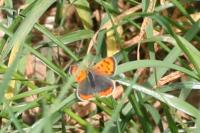 Lycaena phlaeas
