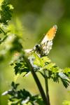 Anthocharis cardamines