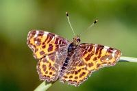 Araschnia levana