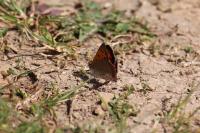 Lycaena phlaeas