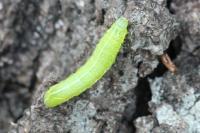 Amphipyra pyramidea