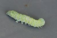 Orthosia cerasi