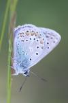 Polyommatus icarus