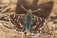 Spialia sertorius