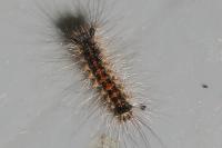 Lymantria dispar