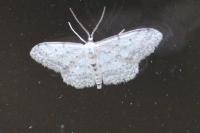 Idaea seriata