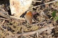 Lycaena phlaeas