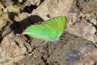 Callophrys rubi