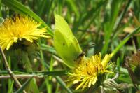 Gonepteryx rhamni