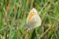 Coenonympha pamphilus