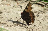 Vanessa atalanta