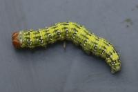 Polyploca ridens