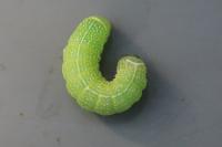 Orthosia cerasi