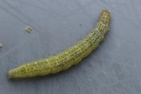 Ypsolopha lucella