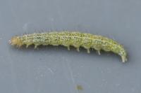 Ypsolopha lucella