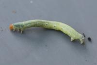 Earophila badiata