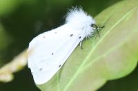 Diaphora mendica
